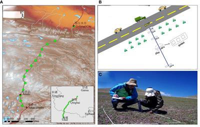 The impact of the Qinghai-Tibet highway on plant community and diversity